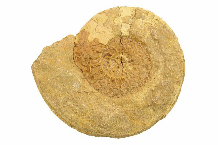 Jurassic Ammonite (Hildoceras?) Fossil - Morocco #289714